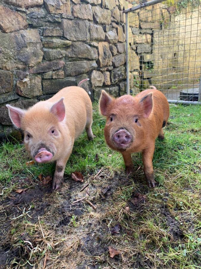 Cwtch Farm Bed & Breakfast Ystalyfera Экстерьер фото